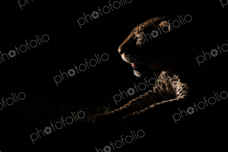 The side profile of a male leopard, Panthera pardus, lit up by a spotlight at night,…