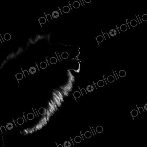 The side profile of a male lion, Panthera leo, lit up by spotlight at night, mouth open The side profile of a male lion, Panthera leo, lit up by spotlight at night, mouth open