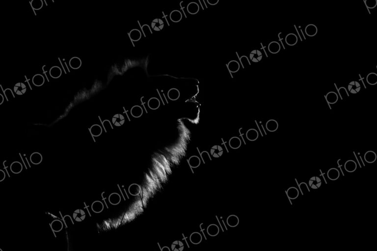 The side profile of a male lion, Panthera leo, lit up by spotlight at night, mouth open