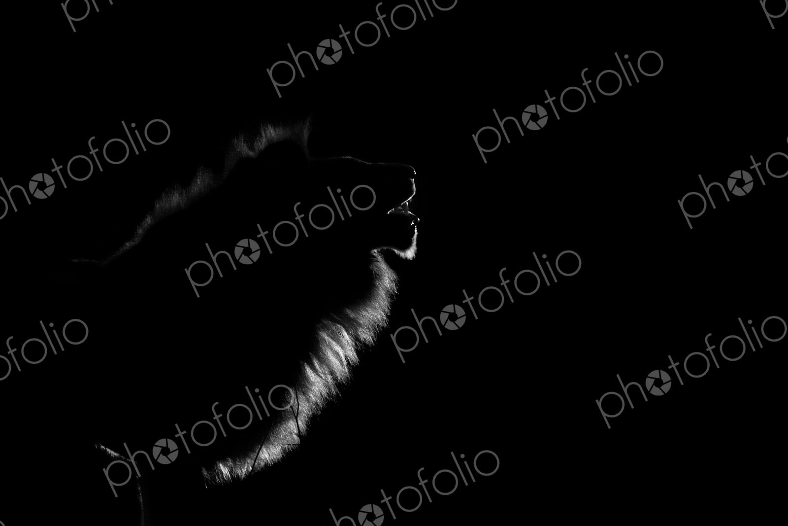 The side profile of a male lion, Panthera leo, lit up by spotlight at night, mouth open