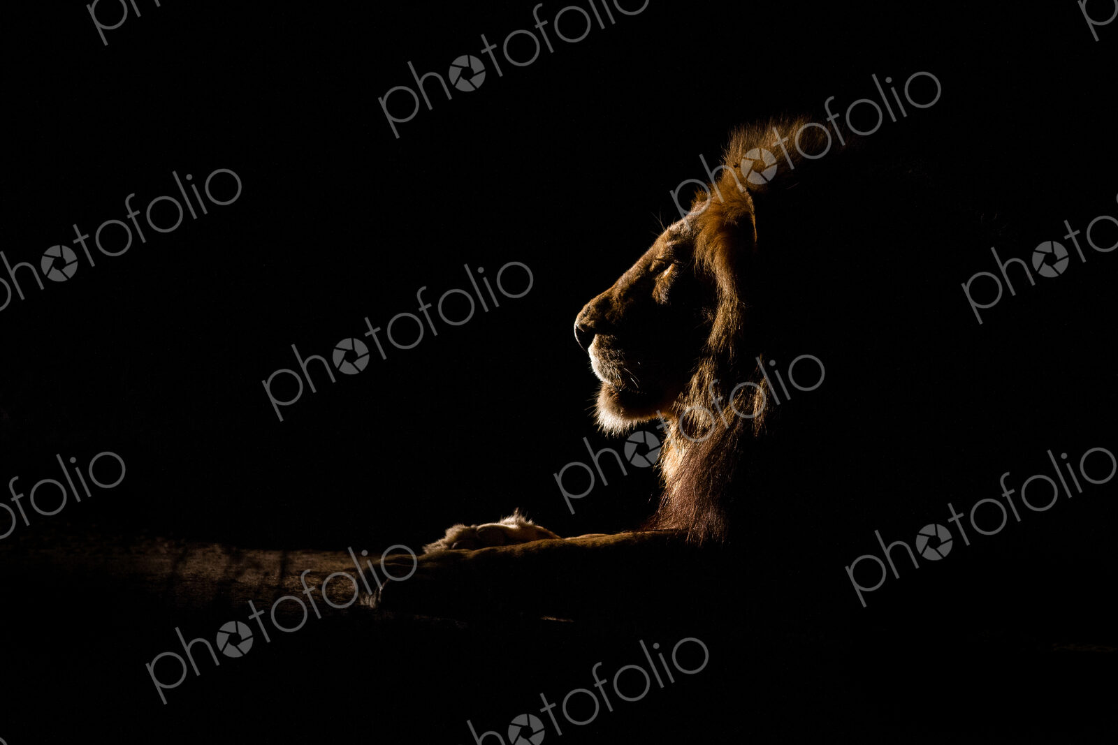The side profile of a male lion lying down, Panthera leo, at night, lit up by…