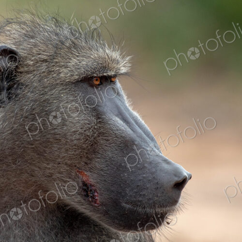 The side profile of the head of a baboon, Papio ursinus, looking out of frame