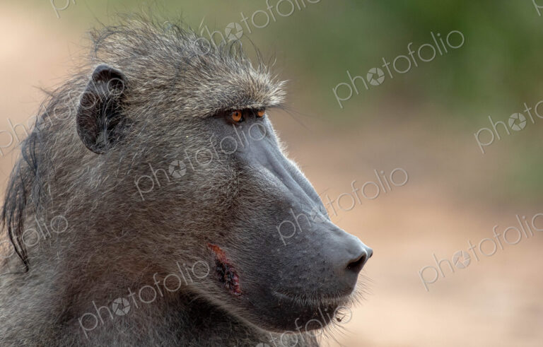 The side profile of the head of a baboon, Papio ursinus, looking out of frame