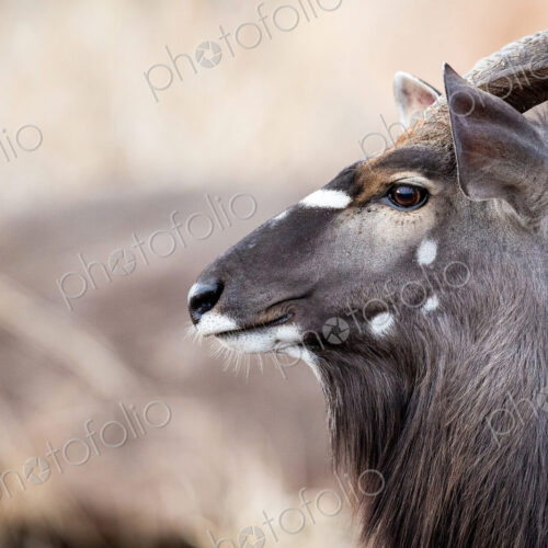 The side profile of the head of a male nyala, Tragelaphus angasii, ears up and perked,… The side profile of the head of a male nyala, Tragelaphus angasii, ears up and perked,…