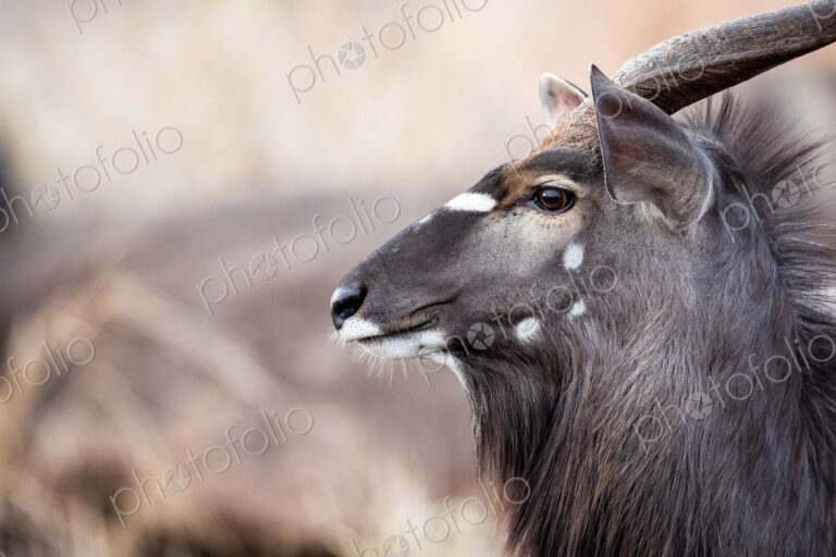 The side profile of the head of a male nyala, Tragelaphus angasii, ears up and perked,…