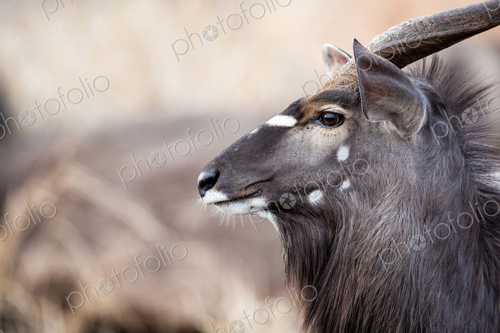 The side profile of the head of a male nyala, Tragelaphus angasii, ears up and perked,…