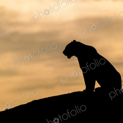 The silhouette of a leopard, Panthera pardus, sitting on a mound, sunset sky The silhouette of a leopard, Panthera pardus, sitting on a mound, sunset sky