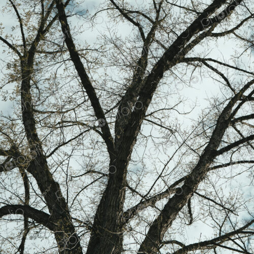 The spreading branches of a mature elm tree just as the leaves are breaking out of… The spreading branches of a mature elm tree just as the leaves are breaking out of…