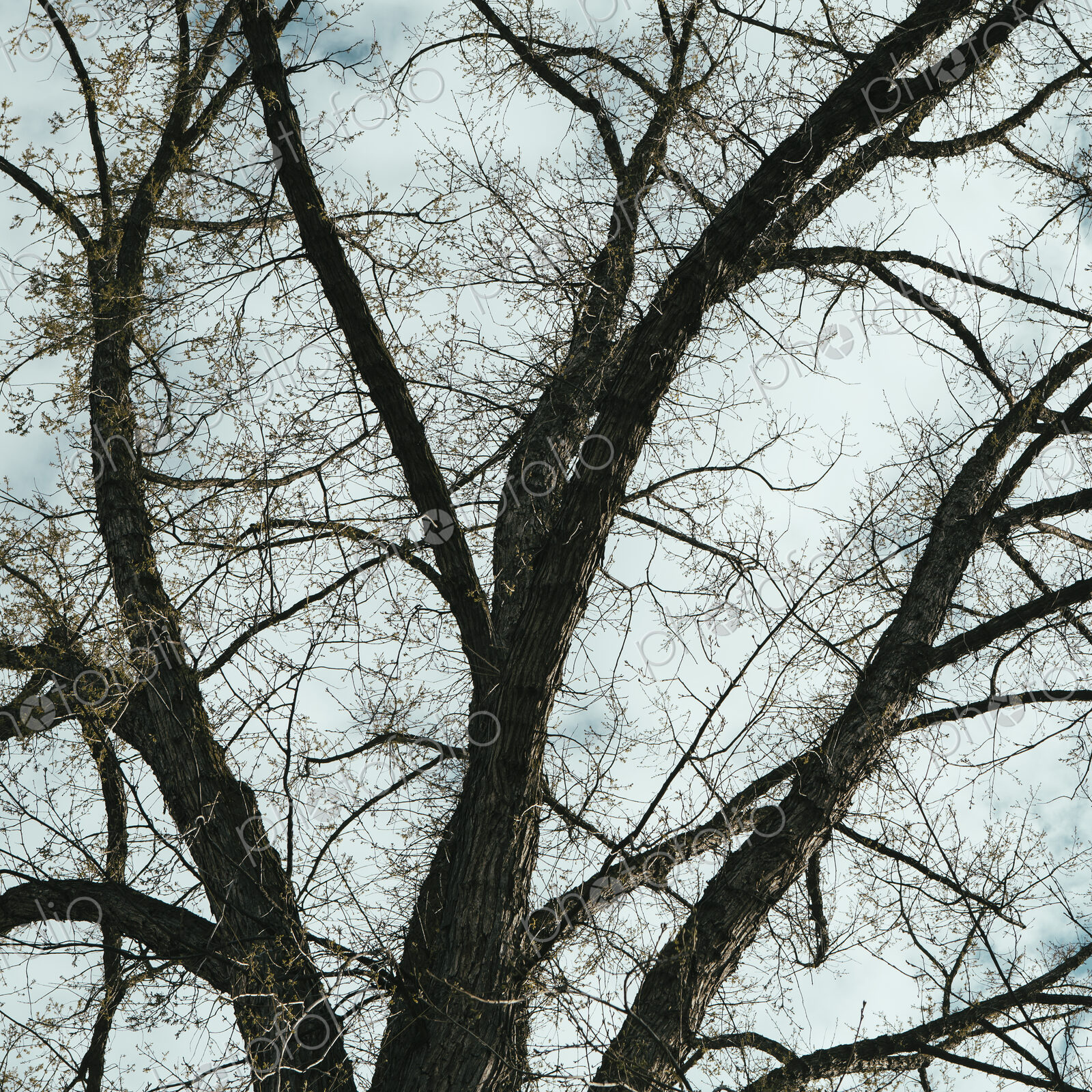 The spreading branches of a mature elm tree just as the leaves are breaking out of…