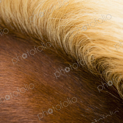 The thick pale gold mane of a bay horse. The thick pale gold mane of a bay horse.