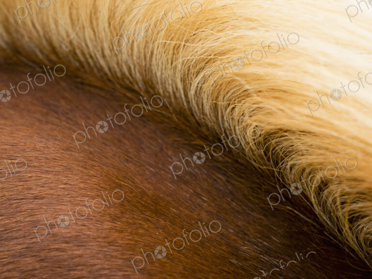 The thick pale gold mane of a bay horse.