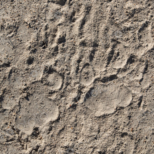 The track of a lion, Panthera leo, on sand. The track of a lion, Panthera leo, on sand.
