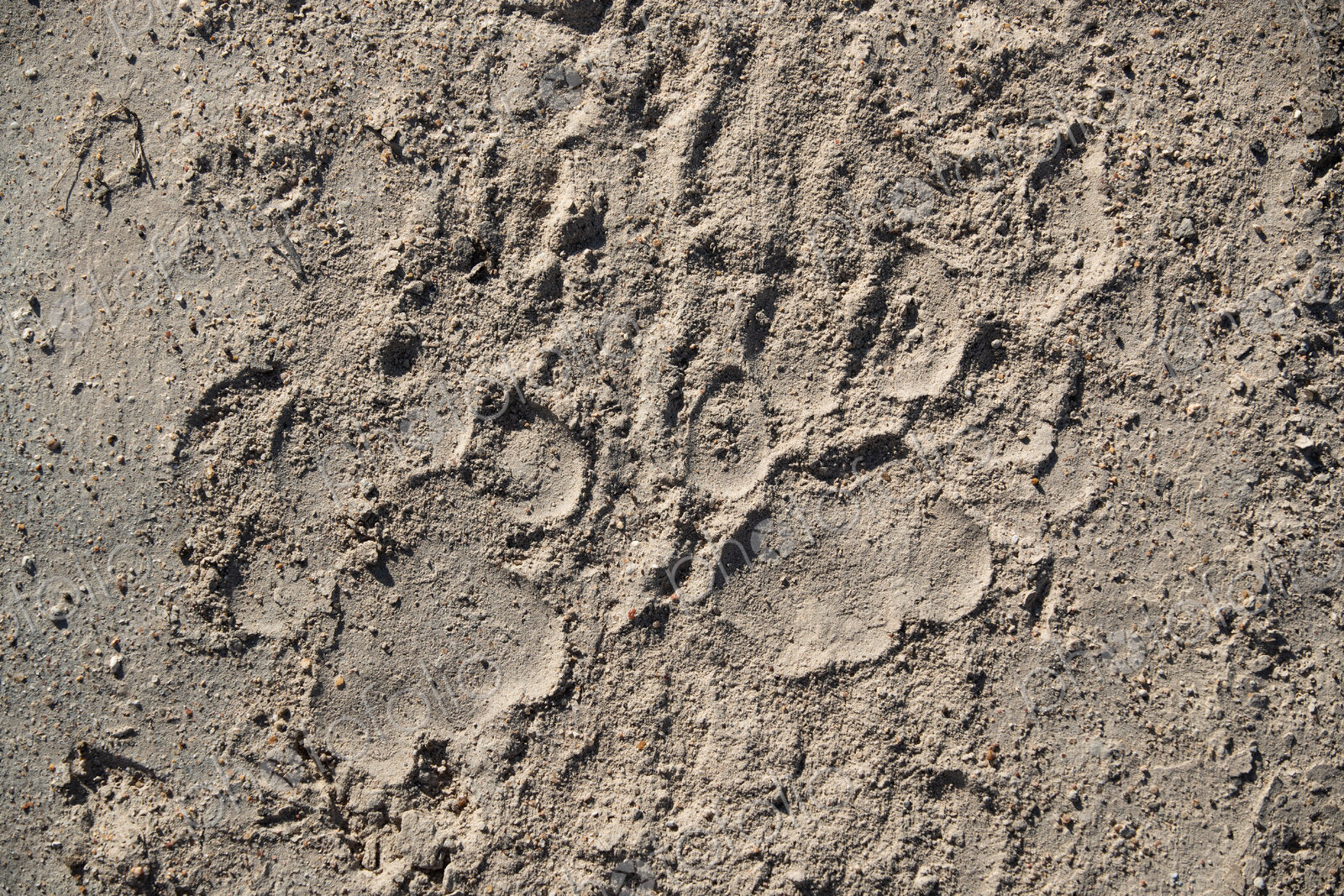 The track of a lion, Panthera leo, on sand.