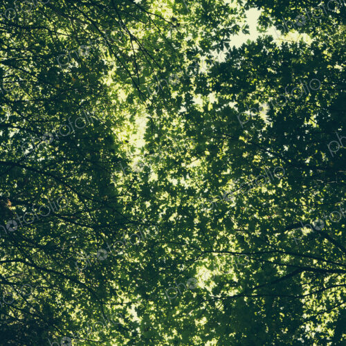 The tree canopy of big maple trees with lush green leaves, viewed from the ground. The tree canopy of big maple trees with lush green leaves, viewed from the ground.