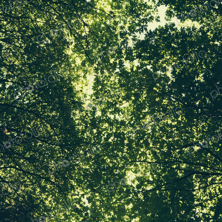 The tree canopy of big maple trees with lush green leaves, viewed from the ground.