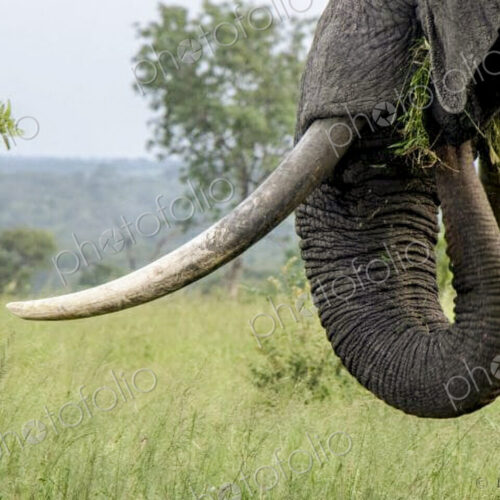 The trunk and tusks of an African elephant, Loxodonta africana, as it feeds itself grass