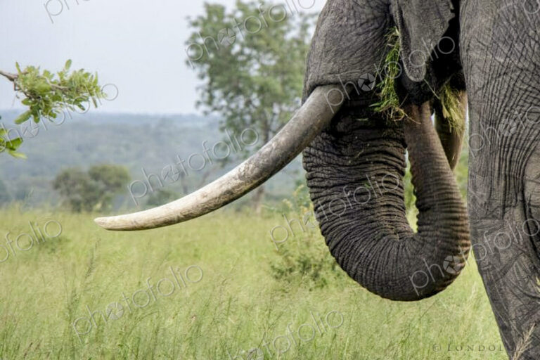 The trunk and tusks of an African elephant, Loxodonta africana, as it feeds itself grass