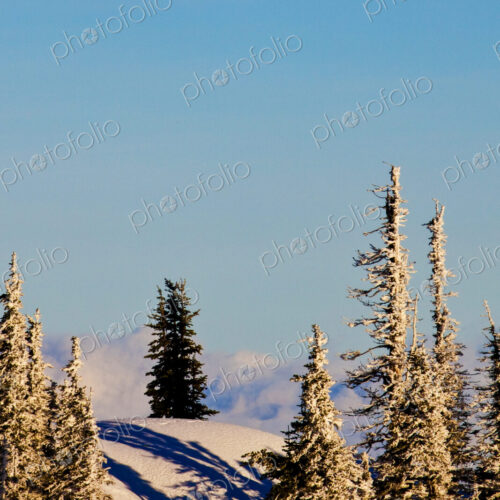 The view from Hurricane Ridge over the pine trees and forest, Olympic National Park.