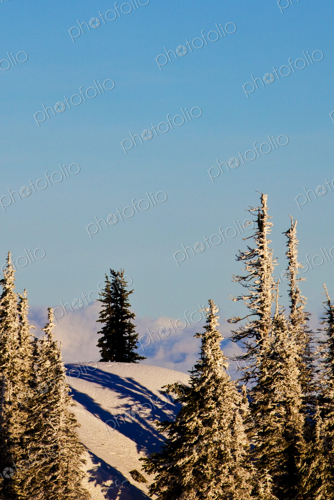 The view from Hurricane Ridge over the pine trees and forest, Olympic National Park.