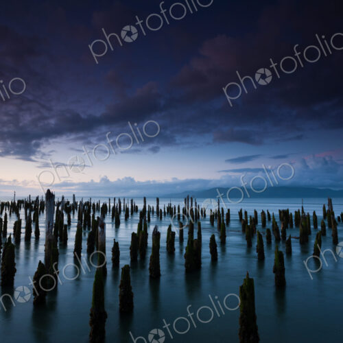 The weathered remains of wood pilings. Upright wooden stumps in water. Oregon, USA