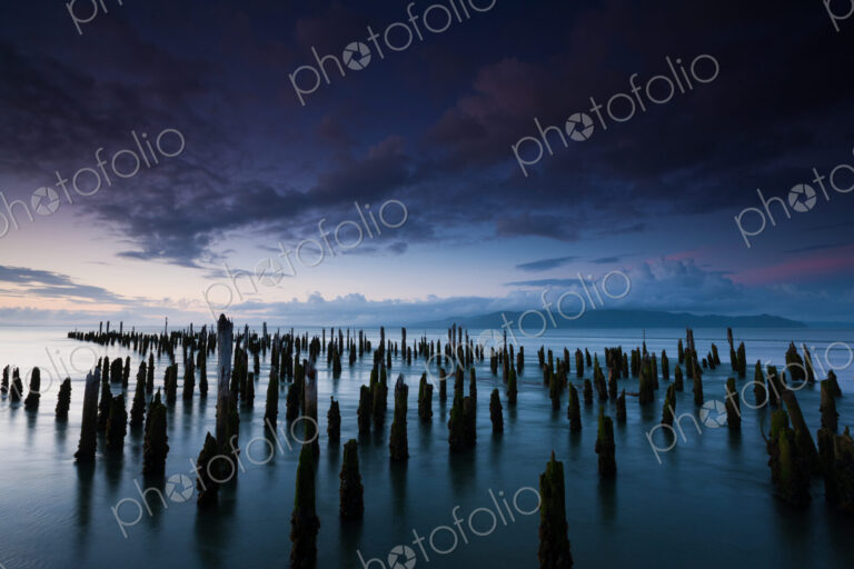 The weathered remains of wood pilings. Upright wooden stumps in water. Oregon, USA