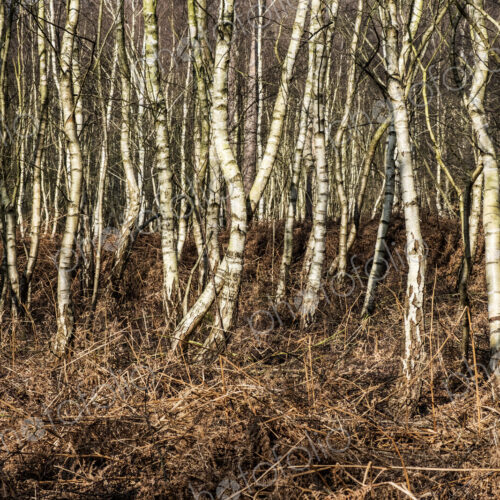Thicket of birch trees in winter, with pale twisted and straight stems. Thicket of birch trees in winter, with pale twisted and straight stems.