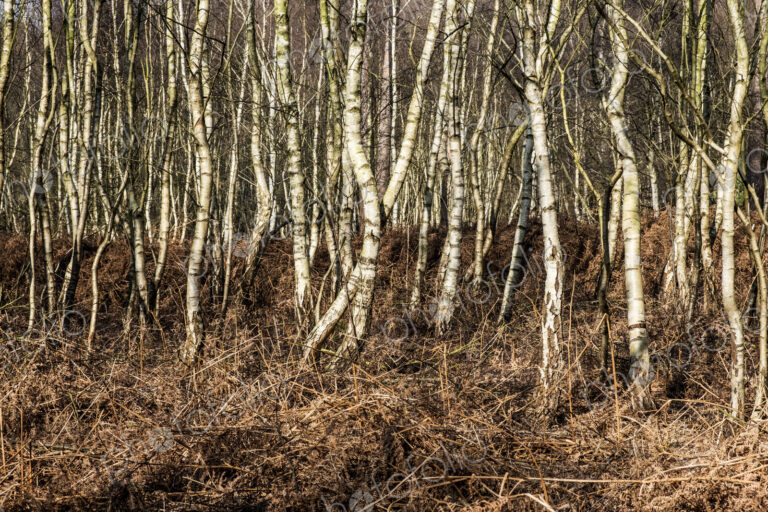 Thicket of birch trees in winter, with pale twisted and straight stems.