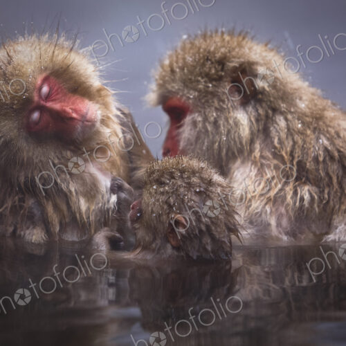 Three Japanese Macaque, Snow Monkey, Macaca fuscata, bathing in hot spring. Three Japanese Macaque, Snow Monkey, Macaca fuscata, bathing in hot spring.