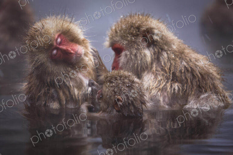 Three Japanese Macaque, Snow Monkey, Macaca fuscata, bathing in hot spring.