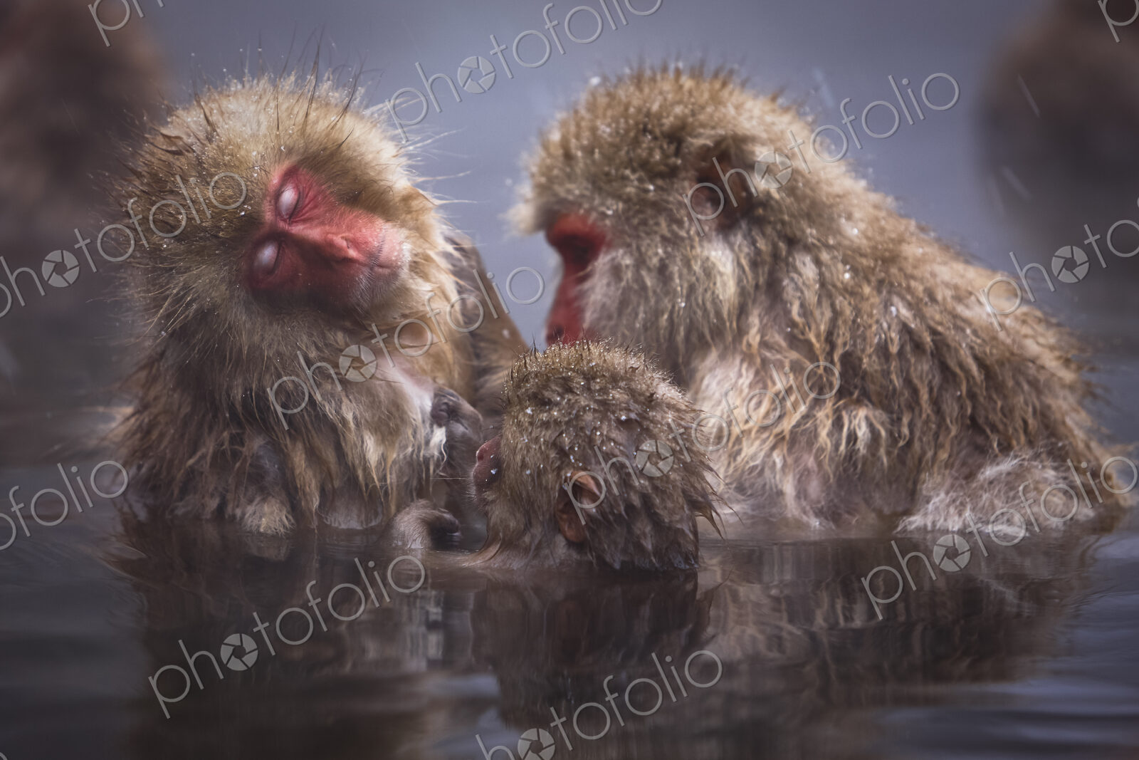 Three Japanese Macaque, Snow Monkey, Macaca fuscata, bathing in hot spring.