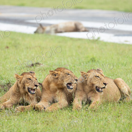 Three Lions, Panthera Leo, snarling. Three Lions, Panthera Leo, snarling.