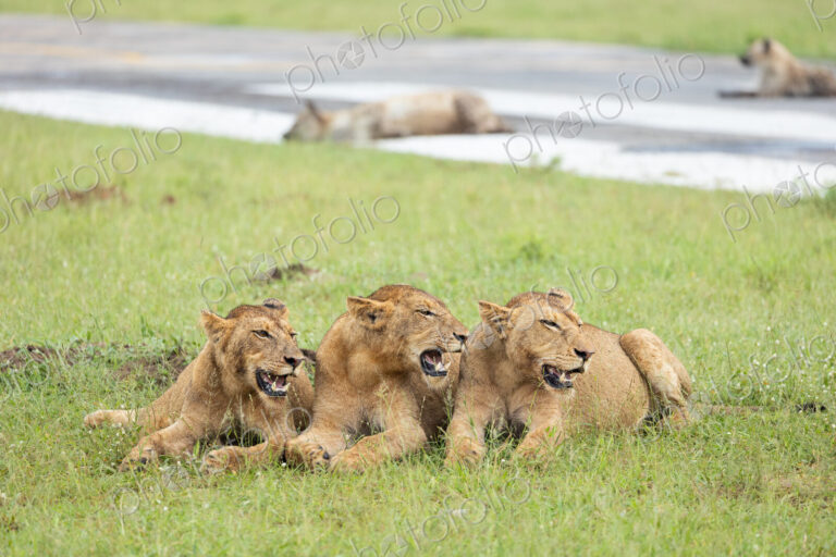 Three Lions, Panthera Leo, snarling.