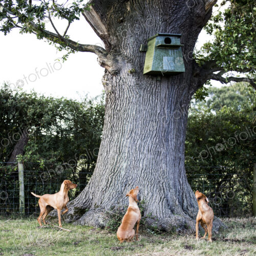 Three Vizla dogs sitting around a tree, looking up at a blue birdhouse. Three Vizla dogs sitting around a tree, looking up at a blue birdhouse.