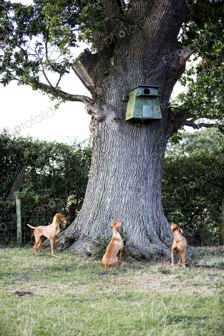 Three Vizla dogs sitting around a tree, looking up at a blue birdhouse.
