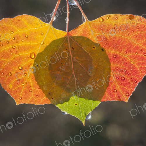 Three aspen lleaves with the light shining through them. Brown and green autumn colours. Three aspen lleaves with the light shining through them. Brown and green autumn colours.