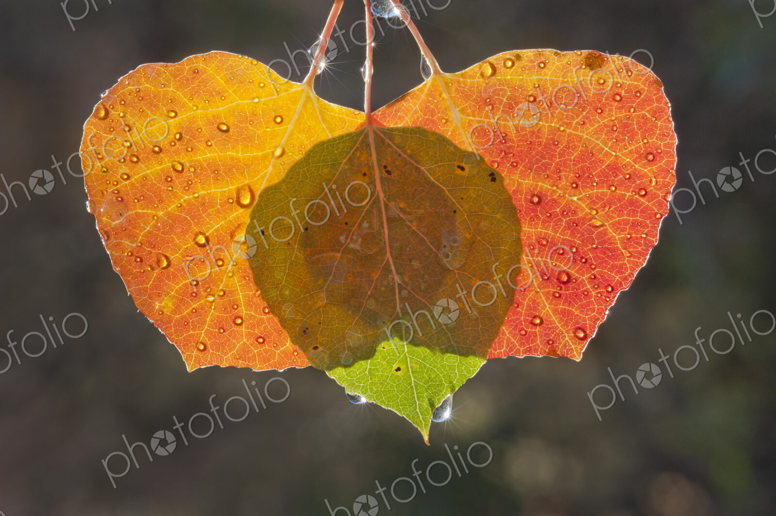 Three aspen leaves with the light shining through them. Brown and green autumn colours.