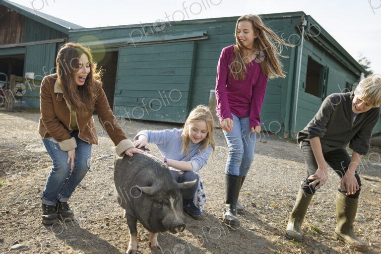Three children and a young woman with a large pig, in the pigpen at an animal sanctuary.