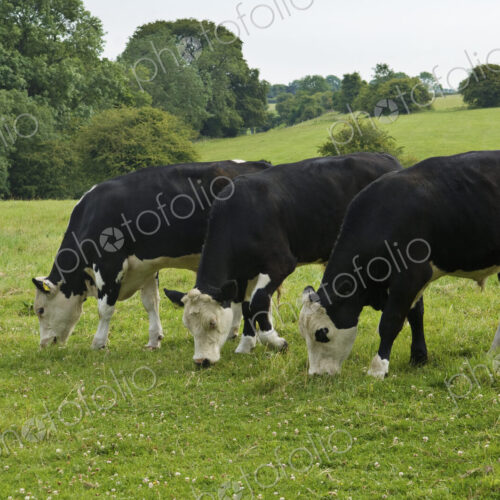 Three cows grazing in field. Three cows grazing in field.