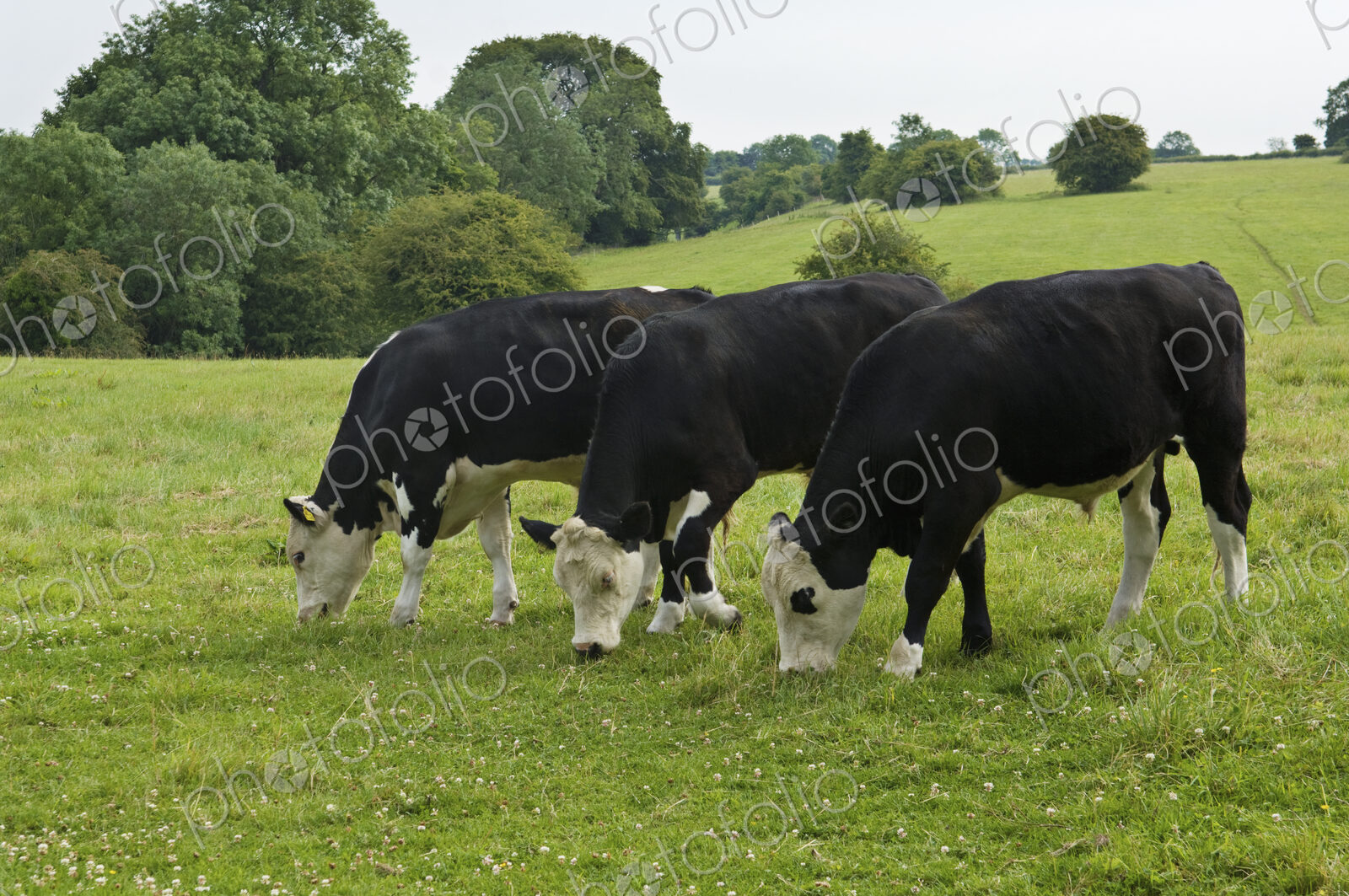 Three cows grazing in field.
