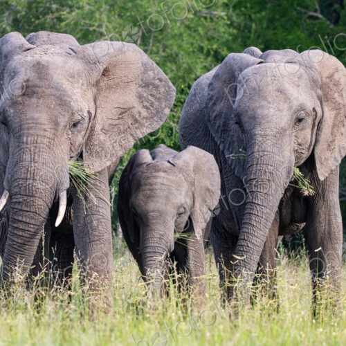Three elephants, Loxodonta africana, feeding in a row.