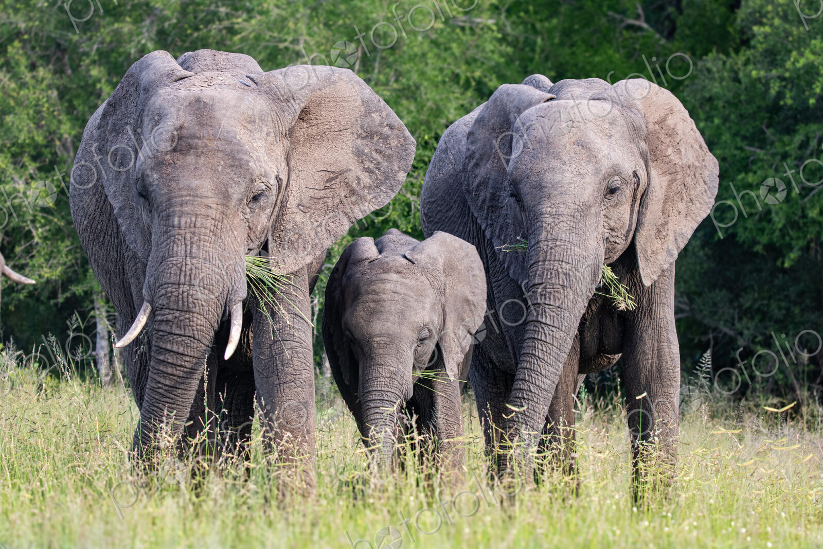 Three elephants, Loxodonta africana, feeding in a row.