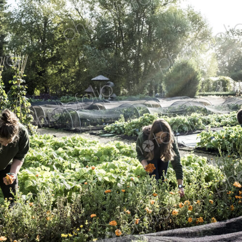 Three gardeners working in a vegetable bed, picking edible flowers. Three gardeners working in a vegetable bed, picking edible flowers.