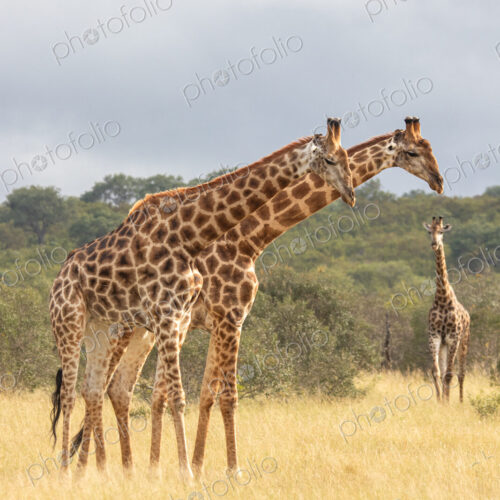 Three giraffes, Giraffa camelopardalis, standing together.