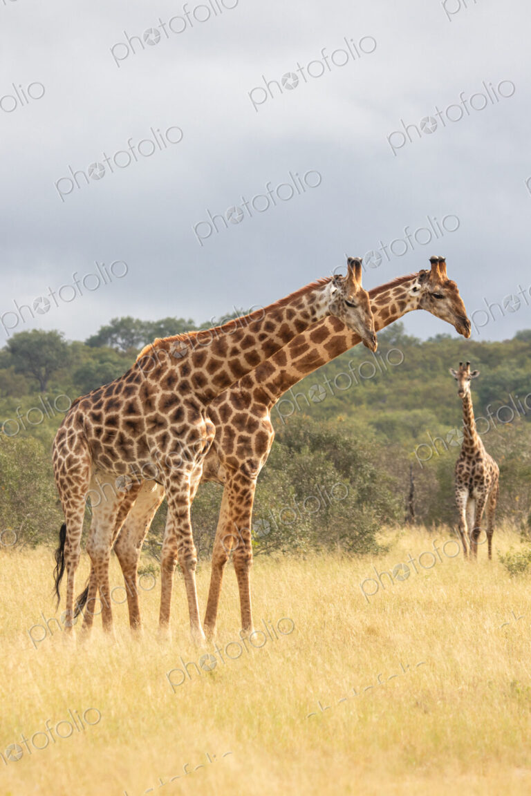 Three giraffes, Giraffa camelopardalis, standing together.