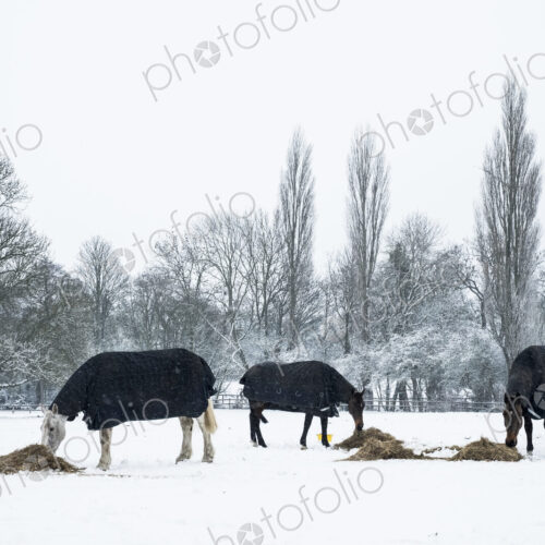Three horses wearing horse blankets standing in a snow-covered paddock, eating hay.