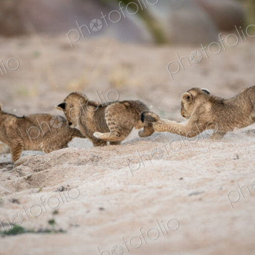 Three lion cubs, Panthera leo, play and chase each other in sand. Three lion cubs, Panthera leo, play and chase each other in sand.