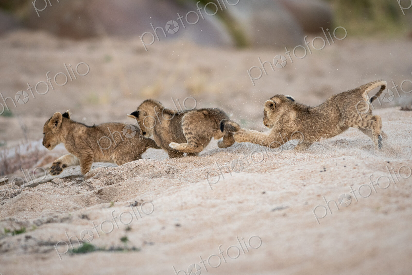 Three lion cubs, Panthera leo, play and chase each other in sand.