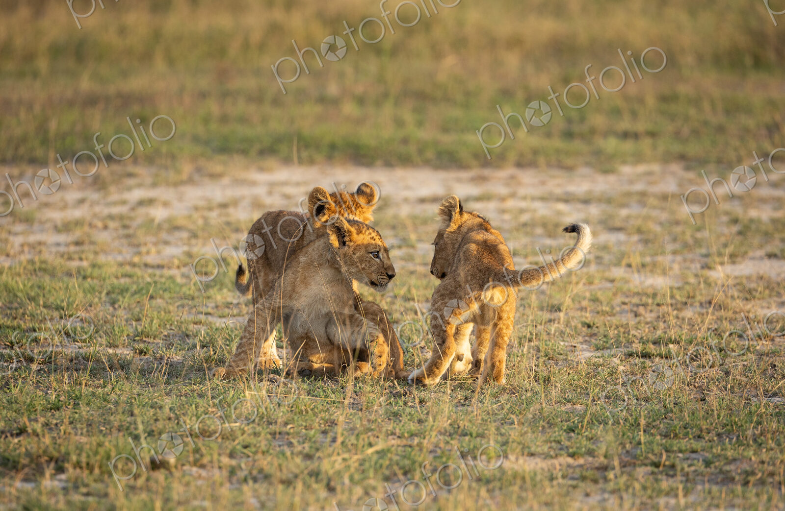 Three lion cubs, Panthera leo, playing together in short grass.