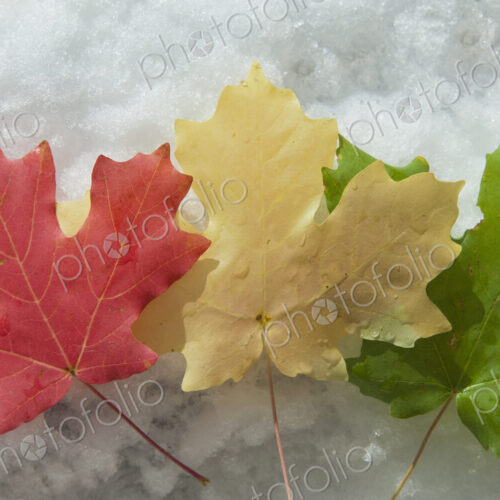 Three maple leaves laid on the snow. Red, brown and green leaves. Autumn foliage.