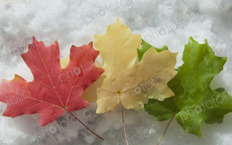 Three maple leaves laid on the snow. Red, brown and green leaves. Autumn foliage.